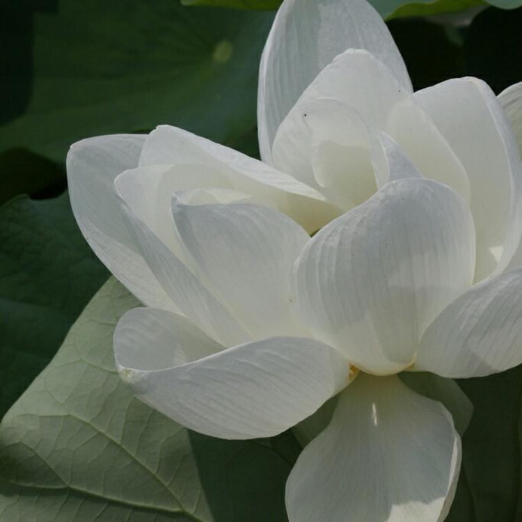 四乃森苍紫（身份：御庭番众前任首领、“天才忍者”） - 独立电影小众在线观看 - 在线直播